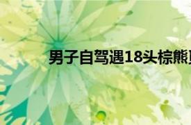 男子自驾遇18头棕熊觅食具体详细内容是什么