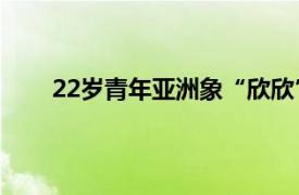 22岁青年亚洲象“欣欣”死亡具体详细内容是什么