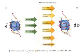 通过营养和运动调节衰老的表观遗传学方法