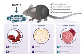 研究发现 BAM15 是一种潜在的肥胖治疗方法