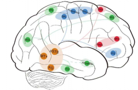 研究人员发现分布式大脑网络是生物运动属性神经表征的基础