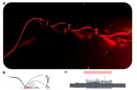 用红外柔性光电纤维控制和记录大脑活动