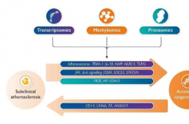 研究表明动脉粥样硬化与加速衰老之间存在密切关系