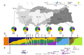 土耳其遗传学研究显示高度变异和混合
