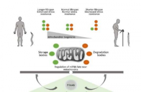 新研究揭示了 mRNA 代谢决定因素在衰老和疾病中的关键作用