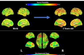 科学家展示婴儿大脑灵活性是如何形成的