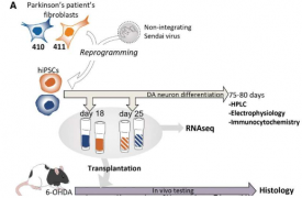 研究优化了针对帕金森病的患者特异性干细胞疗法