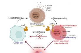 癌症和间皮细胞之间的信号传导促进卵巢癌肿瘤发生和免疫逃避