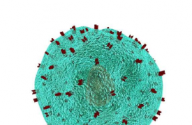 研究人员加速开发针对受损组织的细胞疗法