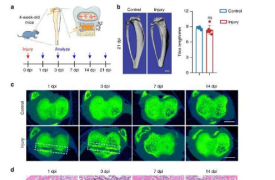 研究人员揭示了初级纤毛在促进生长板骨折后软骨再生中的作用