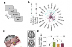 研究揭示了主观气味感知的神经基础