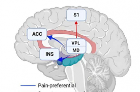 研究人员揭示了跨物种疼痛偏好神经通路