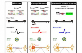 研究小组为因罕见突变而瘫痪的儿童寻找基因疗法