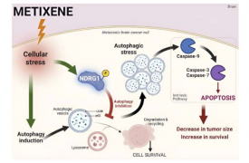 Metixene 被认为是治疗转移性脑癌的有前途的候选药物