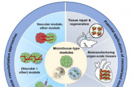 模块组装会成为血管化器官组织的下一代工程方式吗