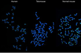 科学家创造出具有类似人类端粒的特殊端粒鼠