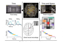 神经元组同步工作以跟踪时间和地点