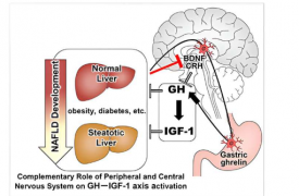 脑肽动力学参与脂肪肝疾病的病理学