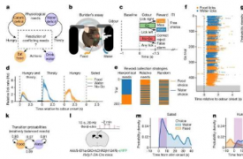 神经研究探讨小鼠在饥饿和口渴时如何决定是否吃或喝
