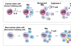 小鼠研究中癌症干细胞引发巨噬细胞衰老