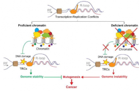 肿瘤细胞突变被发现经常与 DNA-RNA 杂交相关