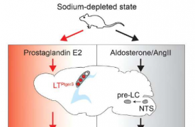 新发现的大脑回路控制对咸味的厌恶