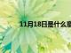 11月18日是什么意思（11月18号是什么日子）