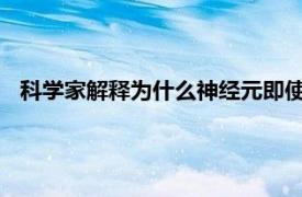 科学家解释为什么神经元即使在休息时也会消耗如此多的燃料