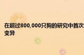 在超过800,000只狗的研究中首次发现导致狗的非综合征性听力损失的遗传变异