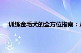 训练金毛犬的全方位指南：从幼犬到成熟犬的有效训练技巧